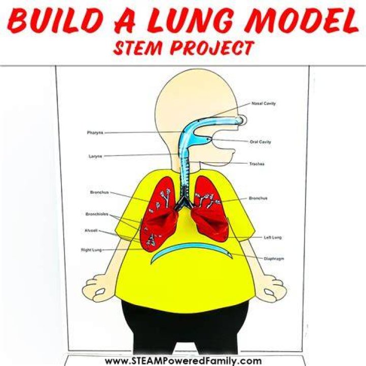 9 Ways To Ensure Healthy Functioning Of Lungs