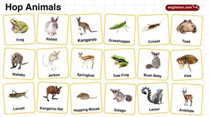 Animals That Hop - How To Discuss
