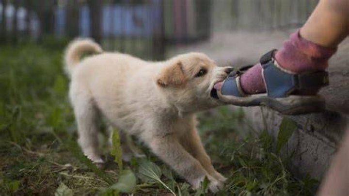 Ankle Biter Dog - How To Discuss