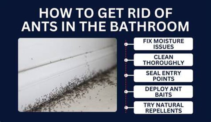 Ants In Bathtub - How To Discuss