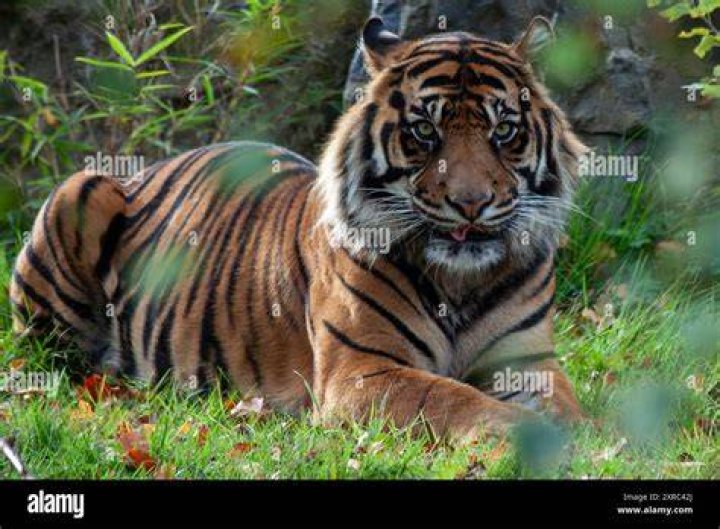Are There Tigers In Hawaii