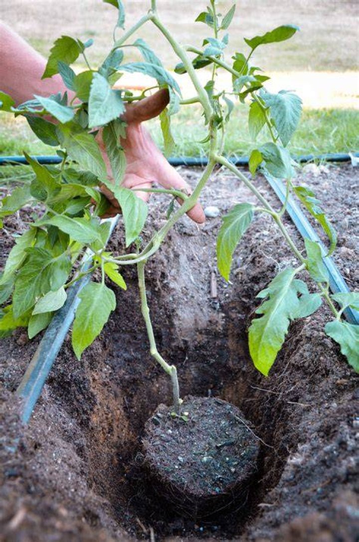 Are Tomatoes Perennial - How To Discuss