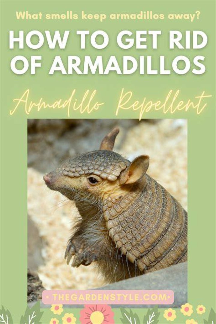 Armadillo repellent - How To Discuss