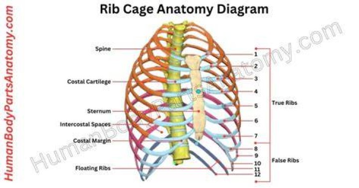 Big Rib Cage - How To Discuss