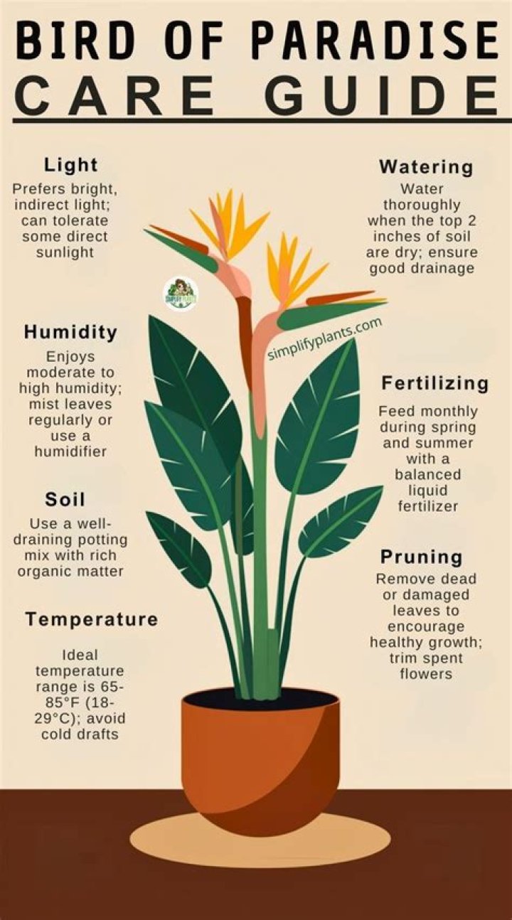 Bird of paradise plant care