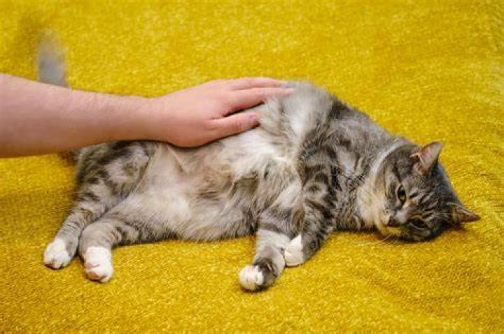 Bloated cat - How To Discuss