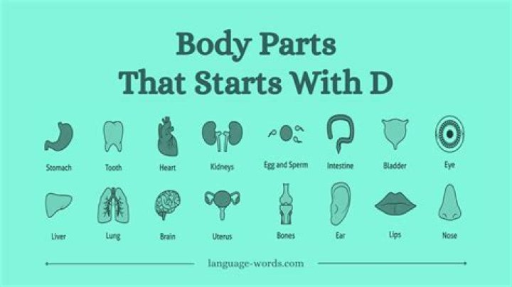 Body Part That Starts With D