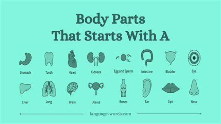 Body Parts Starting With A