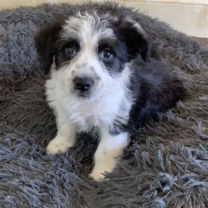 Border Collie Shih Tzu Mix