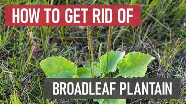 Broadleaf - How To Discuss
