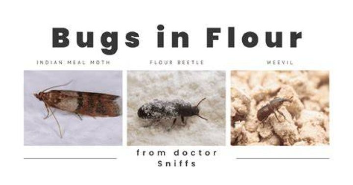 Bugs In Sugar - How To Discuss