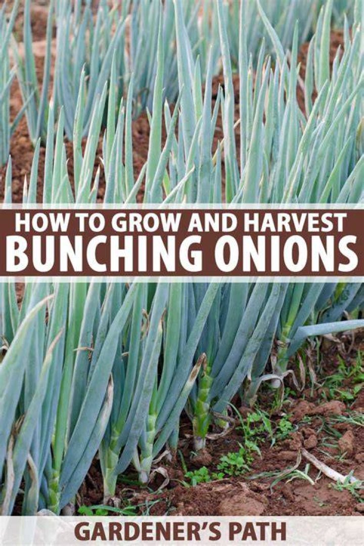 Bunching onions - How To Discuss