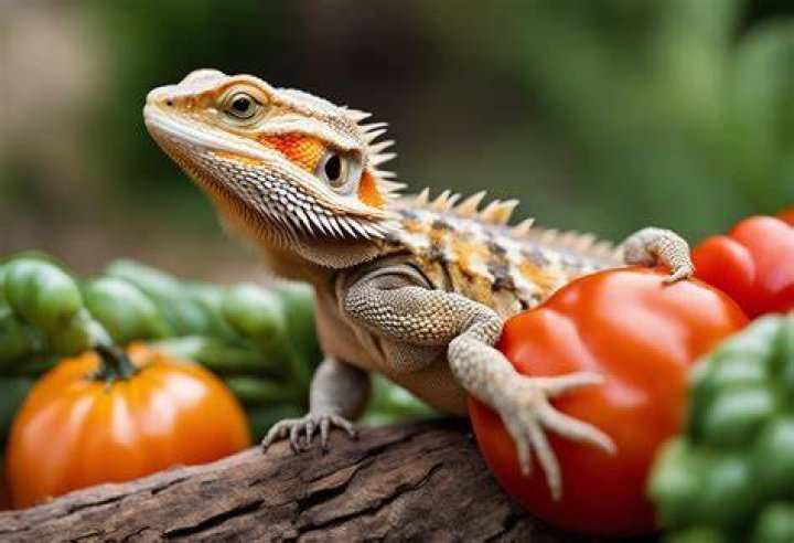 Can Bearded Dragons Eat Tomatoes