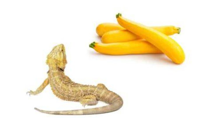 Can Bearded Dragons Eat Yellow Squash