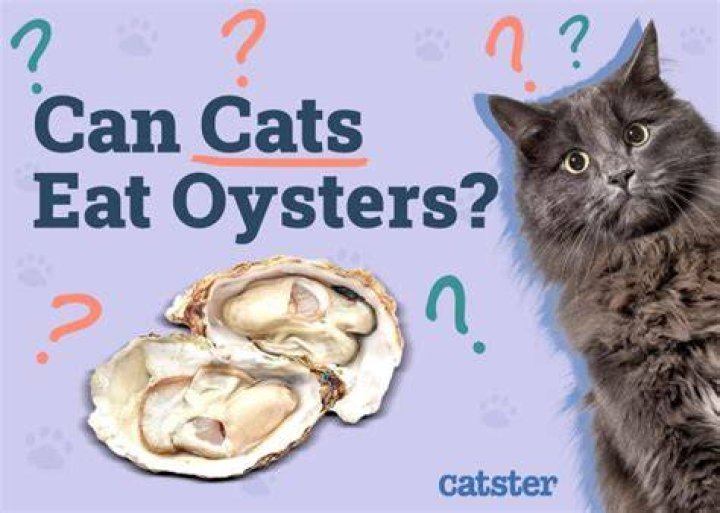 Can Cats Eat Oysters - How To Discuss