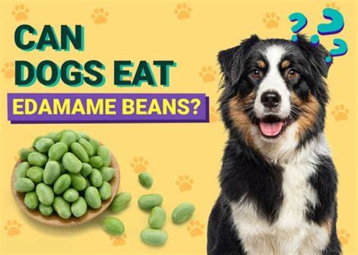 Can dogs eat edamame - How To Discuss