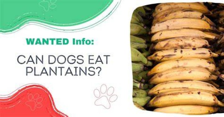 Can Dogs Eat Plantains - How To Discuss