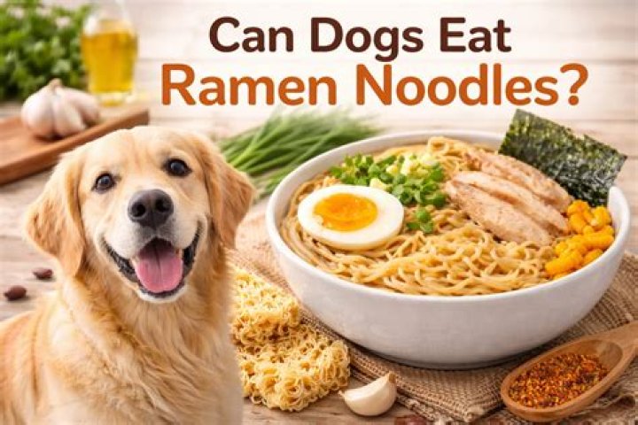 Can Dogs Eat Ramen Noodles