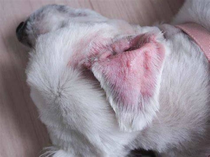 Can I Use Monistat In My Dogs Ears