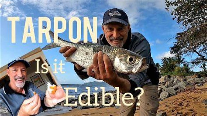 Can You Eat Tarpon - How To Discuss