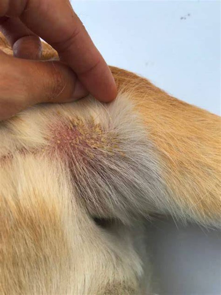 Can You Put Lotion On Dogs