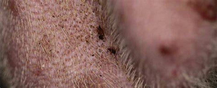 Can you see fleas on dogs