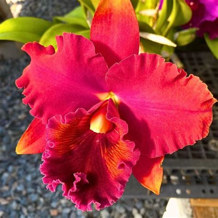 Catalina flower - How To Discuss