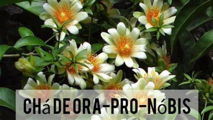 ChÃ¡ De OrÃ©gano Emagrece - How To Discuss