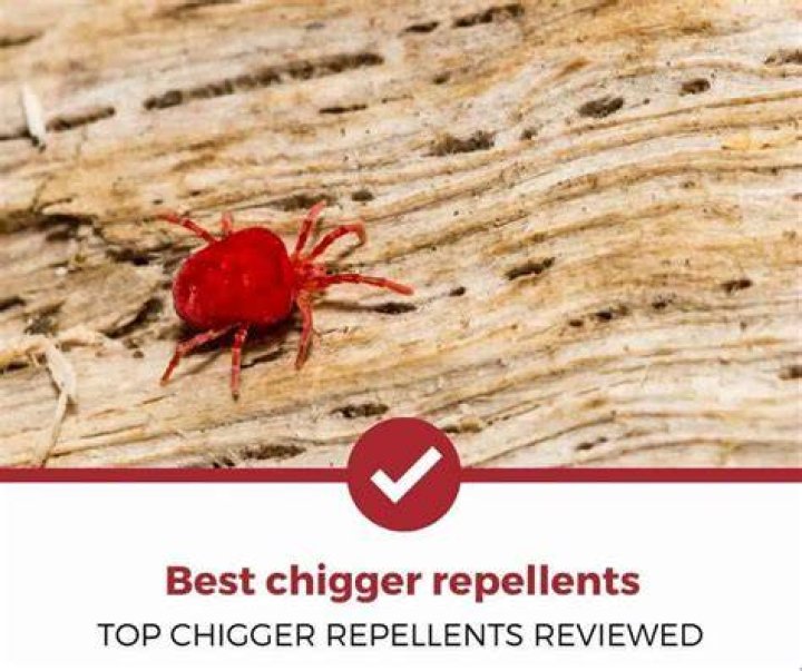 Chigger repellent - How To Discuss