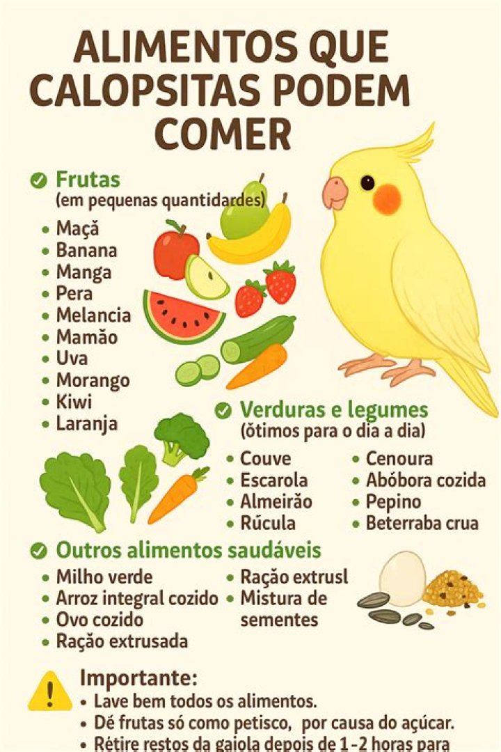 Comida De Calopsita - How To Discuss
