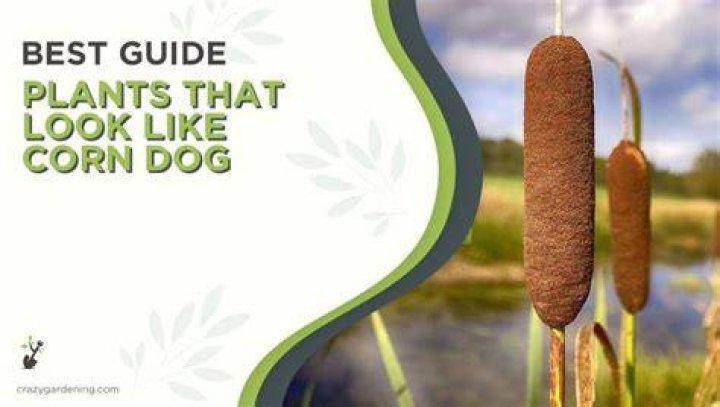 Corn Dog Plant - How To Discuss