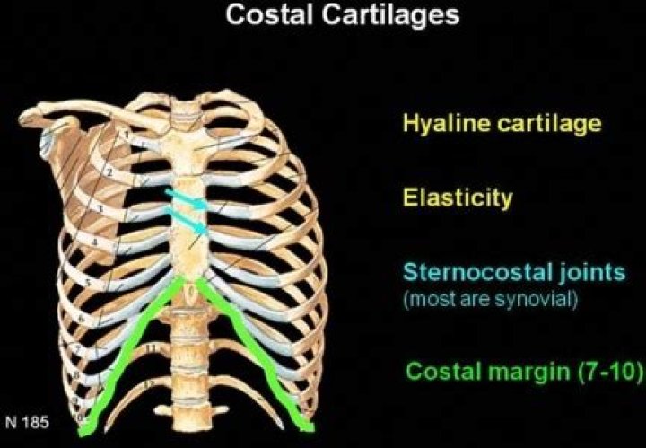 Costal Margin - How To Discuss