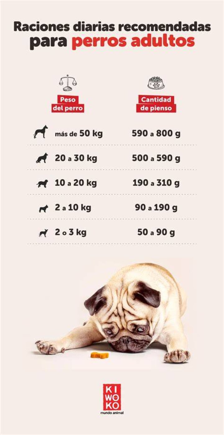 Cuanto Es Un Dia Para Un Perro