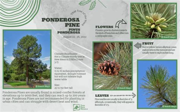 Density Of Pine - How To Discuss