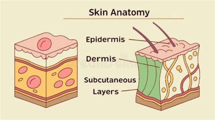 Derma Medical Term - How To Discuss