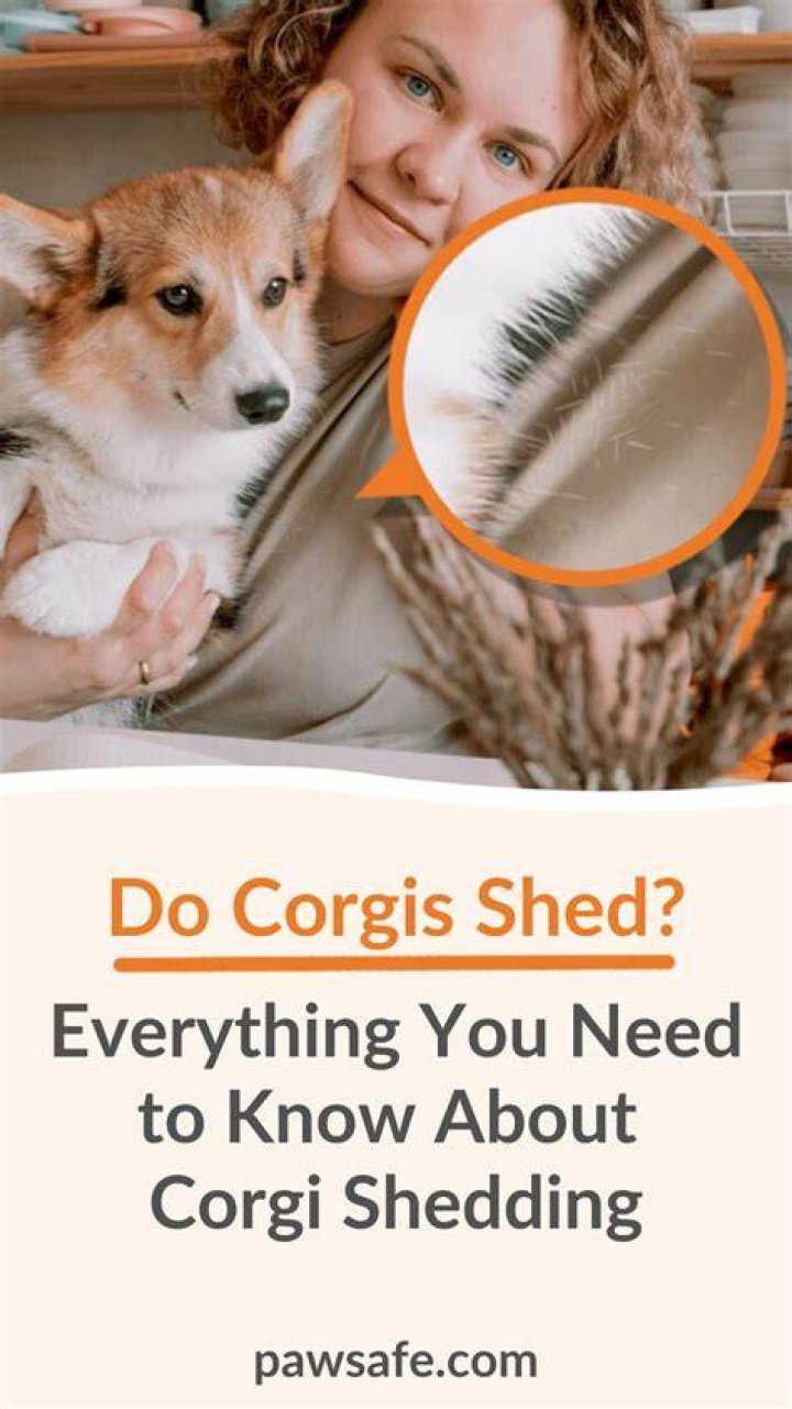 Do Corgis Shed - How To Discuss