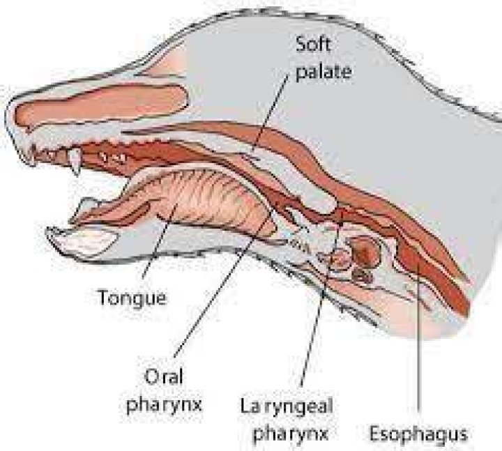 Do Dogs Have Uvulas - How To Discuss