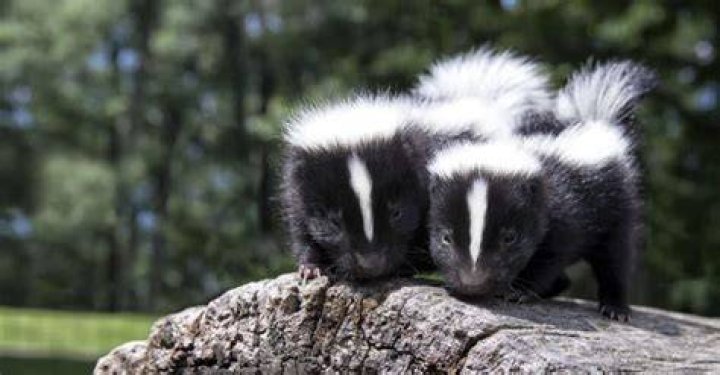 Do Skunks Hibernate In The Winter