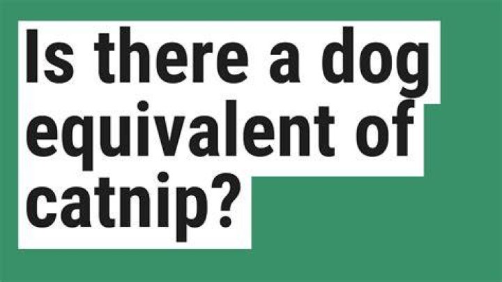 Dog Equivalent Of Catnip - How To Discuss