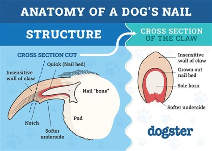 Dog Ingrown Toenail - How To Discuss