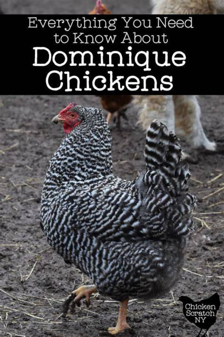 Dominique Chicken - How To Discuss