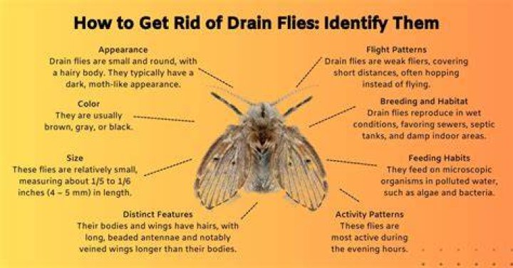 Drain flys - How To Discuss