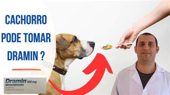 Dramin Para Cachorro - How To Discuss