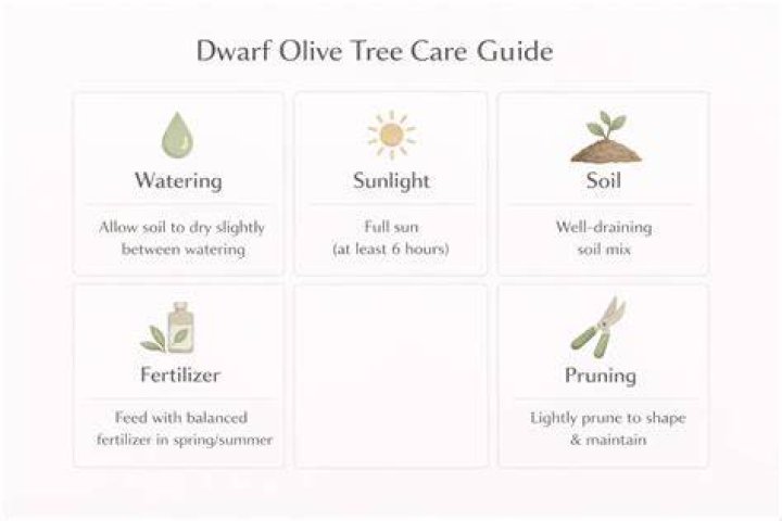 Dwarf olive tree - How To Discuss