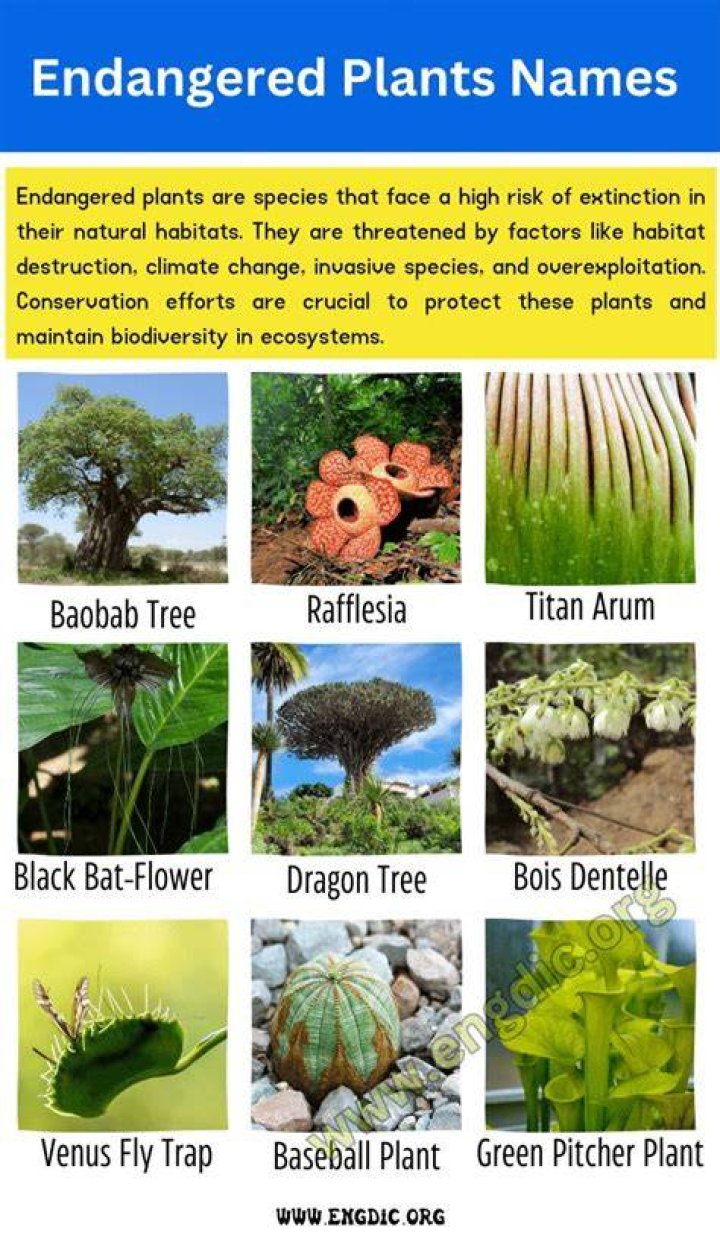 Endangered plants - How To Discuss