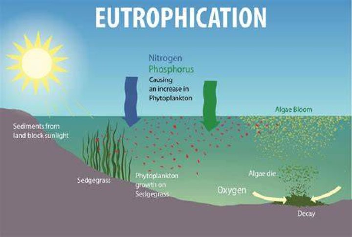 Eutrophication - How To Discuss