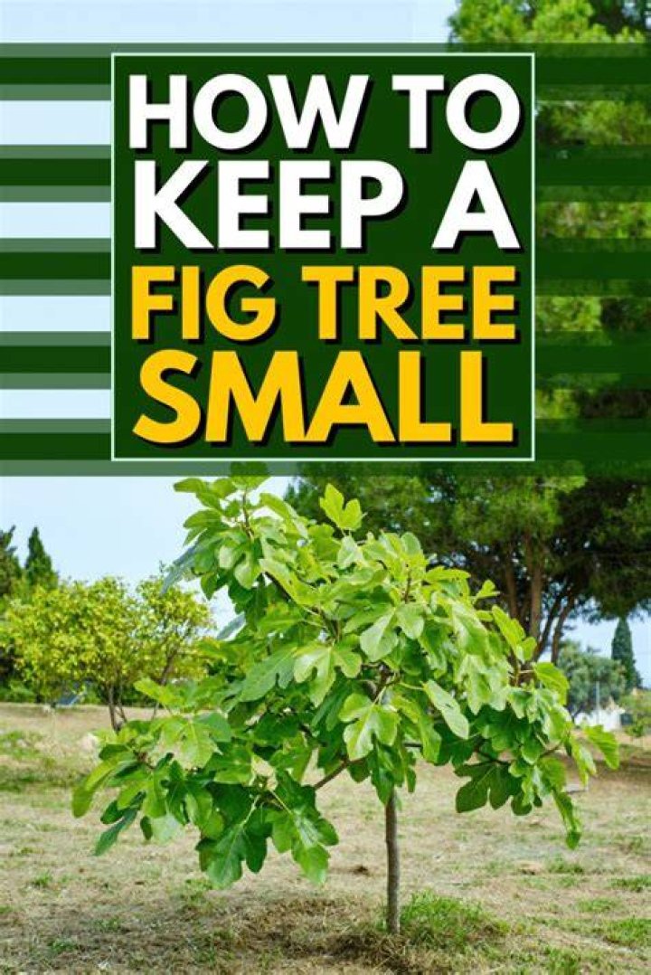 Fig tree texas - How To Discuss