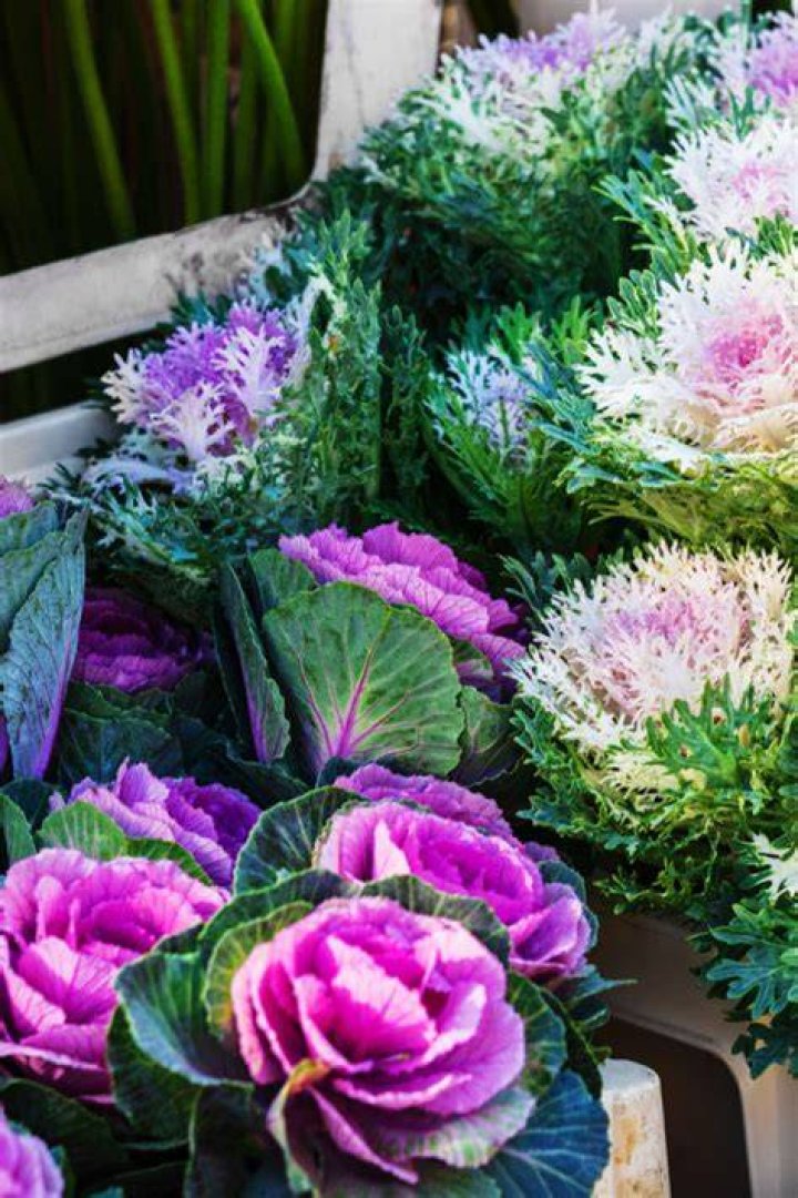 Flowering kale - How To Discuss
