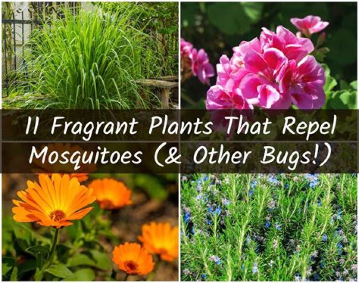 Flowers that repel mosquitoes - How To Discuss