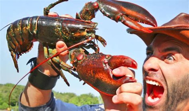 Getting Pinched By A Lobster